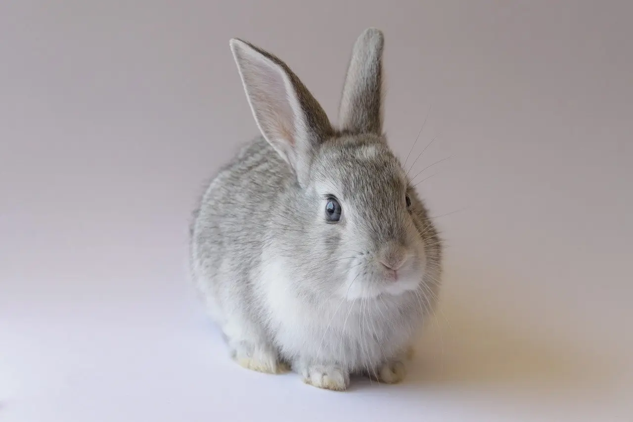 Små rum, stor stil: Indretningstricks der får kvadratmeterne til at vokse